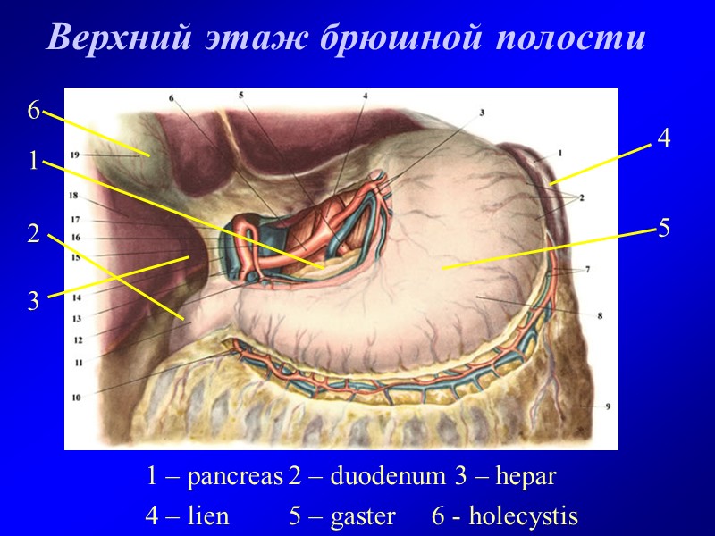 Верхний этаж брюшной полости 1 – pancreas 2 – duodenum 3 – hepar 4